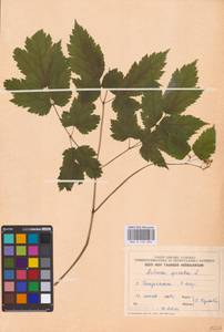 Actaea spicata L., Eastern Europe (no precise locality) (E0)