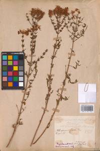 Hypericum perforatum L., Eastern Europe, Middle Volga region (E8) (Russia)