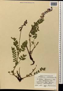 Hedysarum caucasicum M.Bieb., Caucasus, South Ossetia (K4b) (South Ossetia)