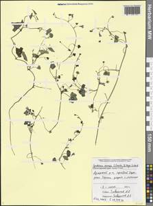 Cymbalaria muralis G. Gaertn., B. Mey. & Scherb., Caucasus, Black Sea Shore (from Novorossiysk to Adler) (K3) (Russia)