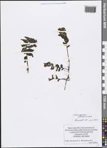 Potamogeton perfoliatus L., Siberia, Baikal & Transbaikal region (S4) (Russia)