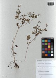 KUZ 000 155, Geranium sibiricum L., Siberia, Altai & Sayany Mountains (S2) (Russia)