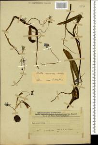 Scilla siberica subsp. caucasica (Miscz.) Mordak, Caucasus, Azerbaijan (K6) (Azerbaijan)