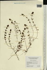 Thymus serpyllum L., Eastern Europe, Western region (E3) (Russia)