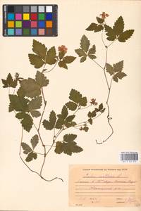 Rubus arcticus L., Eastern Europe, Moscow region (E4a) (Russia)