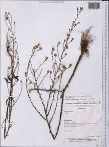 Symphyotrichum subulatum (Michx.) G. L. Nesom, America (AMER) (Paraguay)