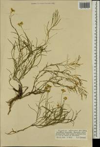 Sisymbrium polymorphum (Murray) Roth, Mongolia (MONG) (Mongolia)