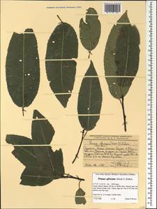 Pygeum africanum Hook. fil., Africa (AFR) (Ethiopia)