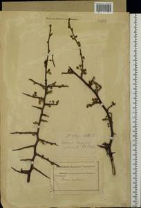 Prunus domestica L., Eastern Europe, Rostov Oblast (E12a) (Russia)