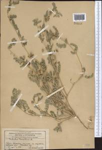 Tribulus terrestris L., Middle Asia, Western Tian Shan & Karatau (M3) (Kyrgyzstan)