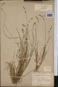 Carex glareosa Schkuhr ex Wahlenb., America (AMER) (United States)