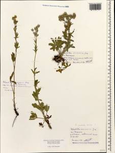 Potentilla pedata Willd., Caucasus, Black Sea Shore (from Novorossiysk to Adler) (K3) (Russia)
