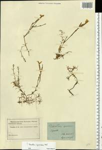 Dianthus squarrosus M. Bieb., Eastern Europe, North Ukrainian region (E11) (Ukraine)