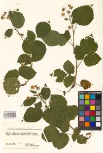 Rubus nessensis Hall, Eastern Europe, Lithuania (E2a) (Lithuania)