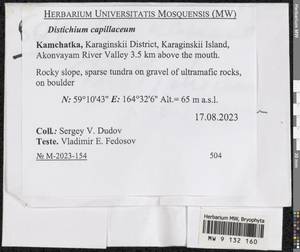 Distichium capillaceum (Hedw.) Bruch & Schimp., Bryophytes, Bryophytes - Chukotka & Kamchatka (B21) (Russia)