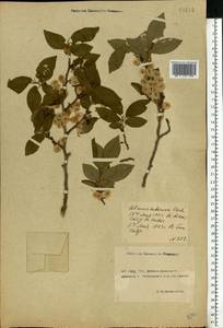 Ulmus minor subsp. minor, Eastern Europe, Rostov Oblast (E12a) (Russia)