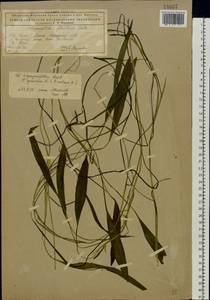 Potamogeton × sparganiifolius Laest. ex Fr., Eastern Europe, Northern region (E1) (Russia)