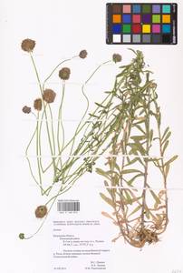 Jasione montana L., Eastern Europe, Central region (E4) (Russia)
