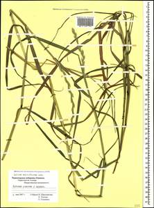 Lolium multiflorum Lam., Caucasus, Black Sea Shore (from Novorossiysk to Adler) (K3) (Russia)