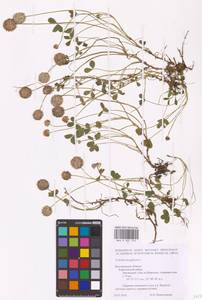 Trifolium fragiferum L., Eastern Europe, Central forest-and-steppe region (E6) (Russia)