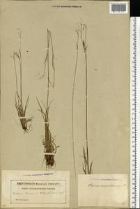 Carex capillaris L., Eastern Europe, Latvia (E2b) (Latvia)