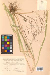 Glyceria lithuanica (Gorski) Gorski, Siberia, Russian Far East (S6) (Russia)