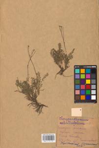 Tanacetum achilleifolium (M. Bieb.) Sch. Bip., Eastern Europe, Middle Volga region (E8) (Russia)