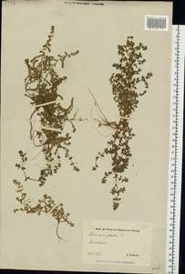 Herniaria glabra L., Eastern Europe, Estonia (E2c) (Estonia)