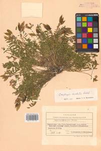 Oxytropis revoluta Ledeb., Siberia, Chukotka & Kamchatka (S7) (Russia)