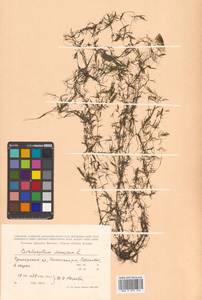Ceratophyllum demersum L., Siberia, Russian Far East (S6) (Russia)