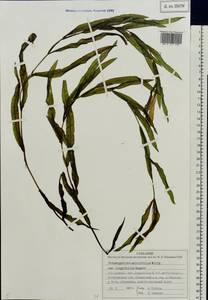 Potamogeton salicifolius Wolfg., Eastern Europe, Central forest region (E5) (Russia)