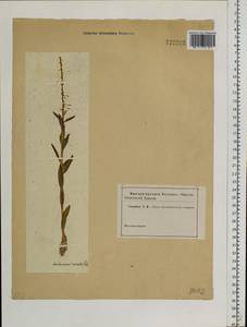 Macropodium nivale (Pall.) W.T. Aiton, Siberia (no precise locality) (S0) (Russia)