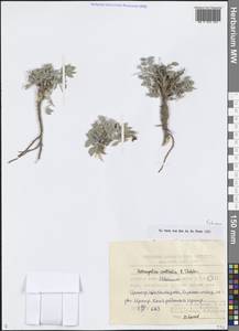 Astragalus centralis E.Sheld., Middle Asia, Syr-Darian deserts & Kyzylkum (M7) (Uzbekistan)