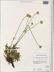 Cephalaria media Litv., Caucasus, Georgia (K4) (Georgia)