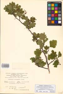 Crataegus ×subsphaericea Gand., Eastern Europe, Central forest-and-steppe region (E6) (Russia)