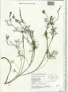 Eschscholzia californica Cham., Eastern Europe, Central region (E4) (Russia)