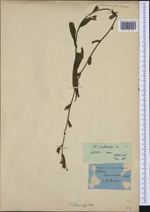Potamogeton perfoliatus L., Eastern Europe, Lithuania (E2a) (Lithuania)
