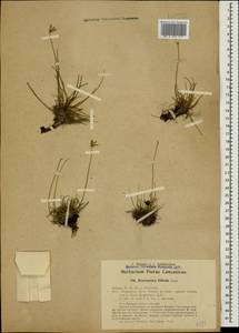 Gelasia filifolia (Boiss.) Zaika, Sukhor. & N. Kilian, Caucasus, Dagestan (K2) (Russia)