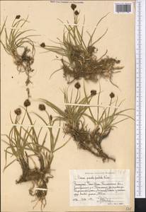 Carex pseudofoetida Kük., Middle Asia, Western Tian Shan & Karatau (M3) (Uzbekistan)