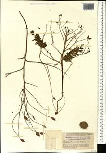 Bongardia chrysogonum (L.) Sp., Caucasus, Azerbaijan (K6) (Azerbaijan)