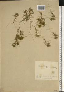 Ceratocarpus arenarius L., Eastern Europe, Central forest-and-steppe region (E6) (Russia)