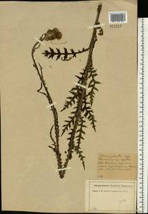 Cirsium palustre (L.) Scop., Eastern Europe, North-Western region (E2) (Russia)