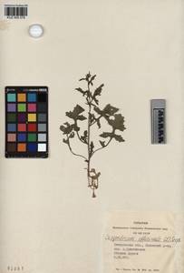 KUZ 005 078, Sisymbrium officinale (L.) Scop., Siberia, Altai & Sayany Mountains (S2) (Russia)