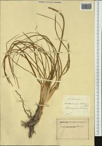 Anthericum liliago L., Western Europe (EUR) (France)