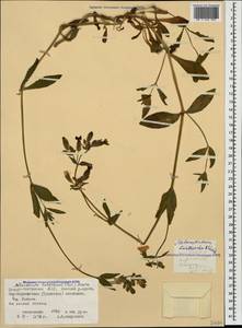 Silene latifolia subsp. latifolia, Caucasus, North Ossetia, Ingushetia & Chechnya (K1c) (Russia)