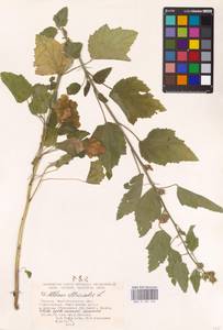 Althaea officinalis L., Eastern Europe, Lower Volga region (E9) (Russia)