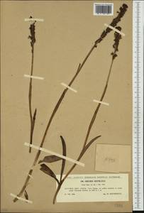 Neotinea ustulata (L.) R.M.Bateman, Pridgeon & M.W.Chase, Western Europe (EUR) (Slovakia)