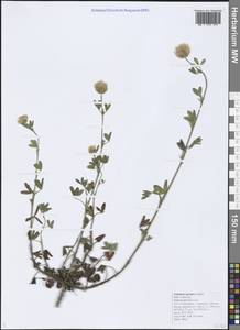 Trifolium apertum Bobrov, Caucasus, Black Sea Shore (from Novorossiysk to Adler) (K3) (Russia)