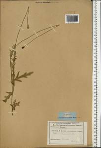 Papaver armeniacum subsp. armeniacum, Eastern Europe, Rostov Oblast (E12a) (Russia)