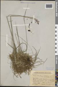 Carex saxatilis L., Siberia, Altai & Sayany Mountains (S2) (Russia)